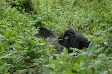 ruanda_berg_gorillas