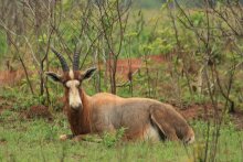 swasiland_mlilwane_wildlife