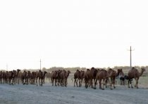turkmenistan_kamel_trieb