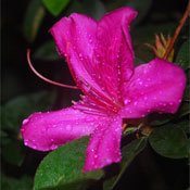 saint_vincent_und_grenadinen_blume