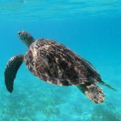 saint_vincent_und_grenadinen_wasser_schildkroete