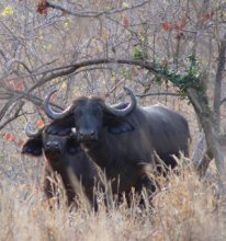 sambia_wasserbueffel