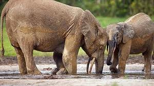 zentralafrika_elefanten
