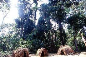 zentralafrika_dschungel