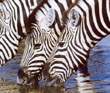 botswana_zebras
