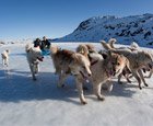 ilulissat_schlittenhunde
