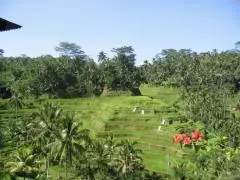 bali1
