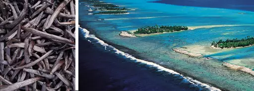 tahaa1