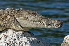 krokodil-biscayne-national-park-80457-1920