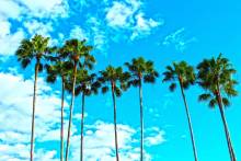 palm-trees-1277243-1920