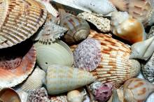sea-shells-1886613-1920