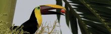 costa_rica_tucan