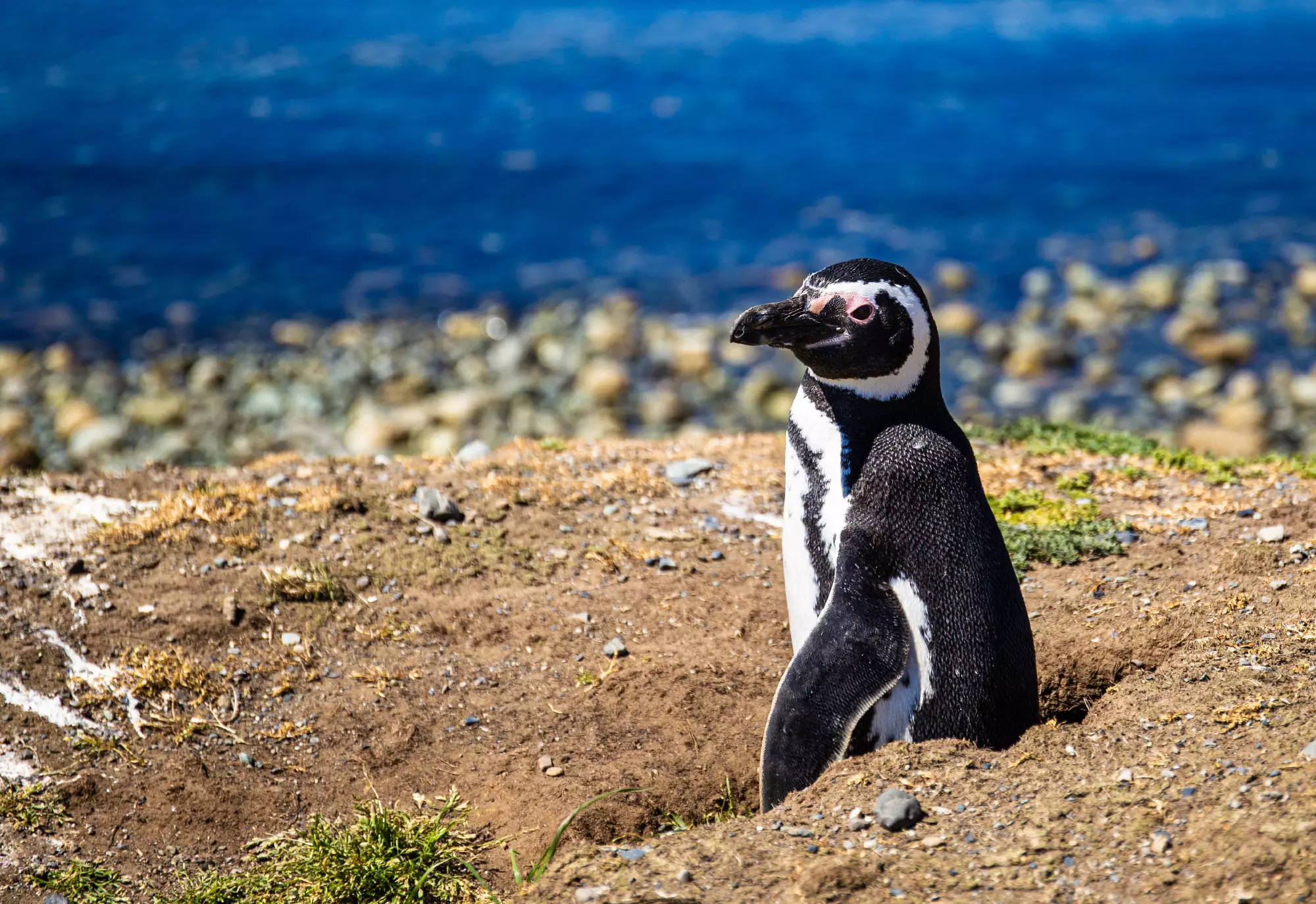 Punta Arenas, Chile