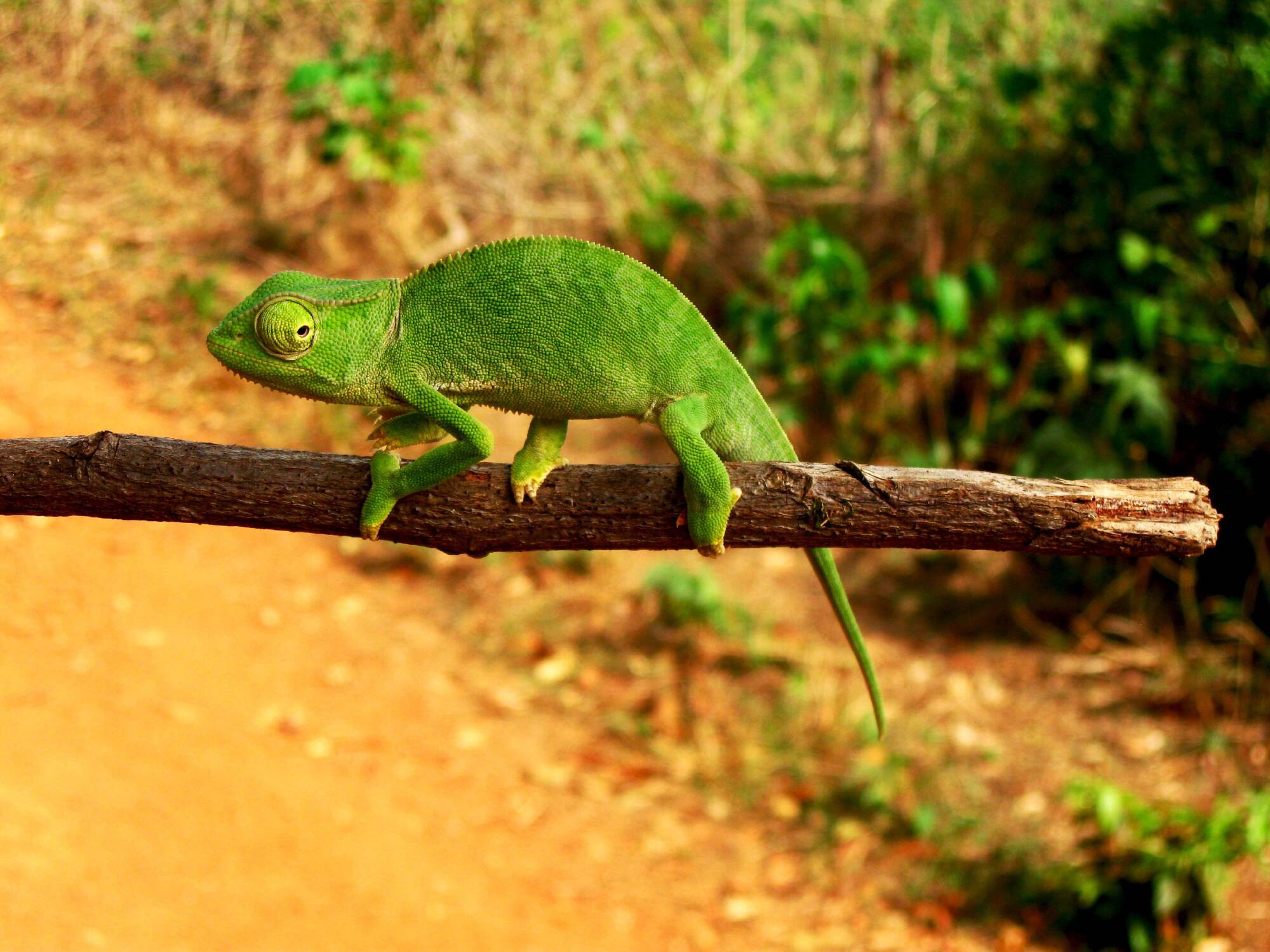 Guinea