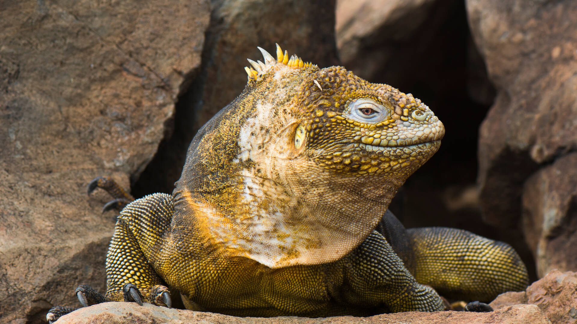 Galapagos-Baltra, Ecuador