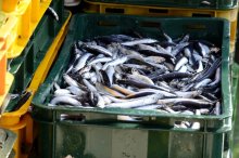 kroatien_fischfang_auf_kryk