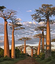 madagaskar_baobab