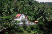 martinique_regenwald