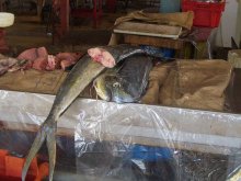 martinique_fort_de_france_fischmarkt