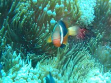 mikronesien_korallenriffe