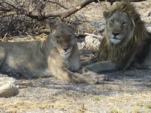 namibia_etosha_loewen