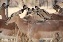 namibia_schwarnasen_impalas