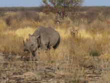 namibia_etosha_nashorn