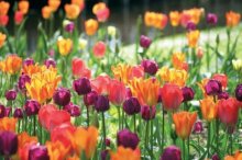 niederlande_tulpen
