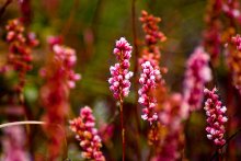 pakistan_nanga_parbat