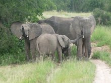 tansania_elefanten_in_ruaha_nationalpark
