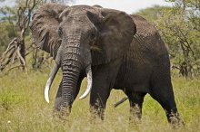 tansania_elefantenbulle_im_tarangire_nationalpark