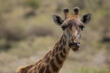 tansania_giraffe_in_ruaha_nationalpark