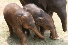 chiang_mai_elefanten