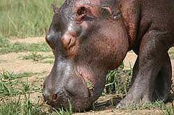 gambia_happy_hippo