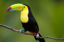 honduras_tucan