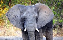 malawi_elefant